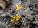 Microglossum rufum image