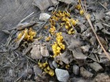 Microglossum rufum image