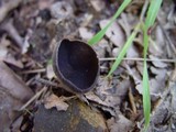 Helvella solitaria image