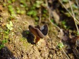 Helvella solitaria image