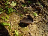 Helvella solitaria image