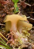 Sarcoleotia turficola image