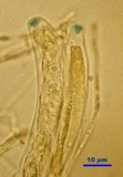 Sarcoleotia turficola image