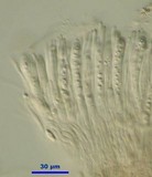 Sarcoleotia turficola image