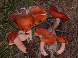 Lactarius substriatus image