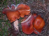 Lactarius substriatus image