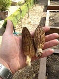 Morchella importuna image