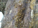Metatrichia vesparium image