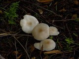 Clitocybe fragrans image