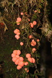 Lycogala epidendrum image
