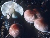 Lepiota subincarnata image