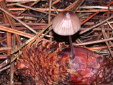 Mycena purpureofusca image