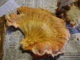 Laetiporus cincinnatus image
