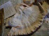 Laetiporus cincinnatus image