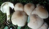 Lyophyllum decastes image