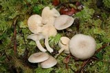 Lactarius glyciosmus image
