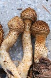 Leucopholiota decorosa image