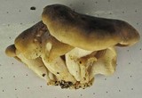 Pleurotus pulmonarius image