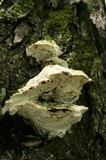 Oxyporus populinus image