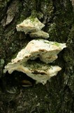 Oxyporus populinus image