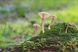 Lichenomphalia umbellifera image