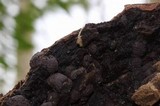 Kretzschmaria deusta image