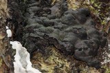 Kretzschmaria deusta image