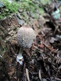 Coprinellus domesticus image