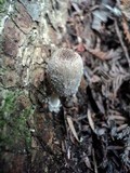 Coprinellus domesticus image