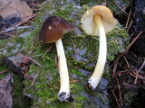 Pluteus romellii image