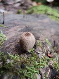 Coprinellus domesticus image
