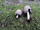 Coprinellus domesticus image