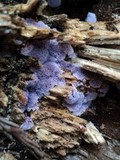 Punctularia atropurpurascens image