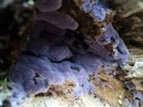 Punctularia atropurpurascens image