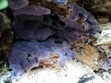 Punctularia atropurpurascens image