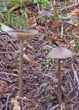 Entoloma sericeum image