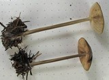 Entoloma sericeum image