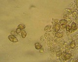 Entoloma sericeum image