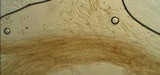 Entoloma sericeum image