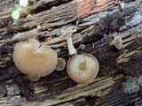 Simocybe centunculus var. centunculus image