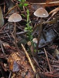 Mycena leptocephala image