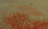 Mycena leptocephala image