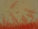 Mycena leptocephala image