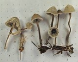 Mycena leptocephala image