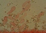 Mycena leptocephala image