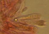 Mycena leptocephala image