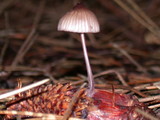Mycena purpureofusca image