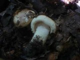 Leucopaxillus compactus image