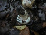 Leucopaxillus compactus image