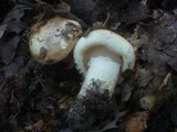 Leucopaxillus compactus image